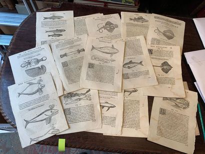POISSONS lot de gravures XVIIe extraites...