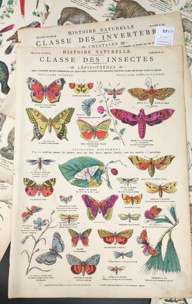 [Imagerie de Pont à Mousson]. Histoire Naturelle,...
