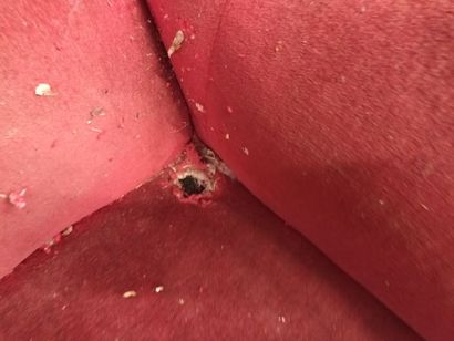 Paire de fauteuils recouverts de velour rouge,
Accidents...