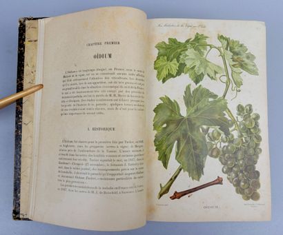 [Vigne] [Vin] VIALA (Pierre). Les Maladies...