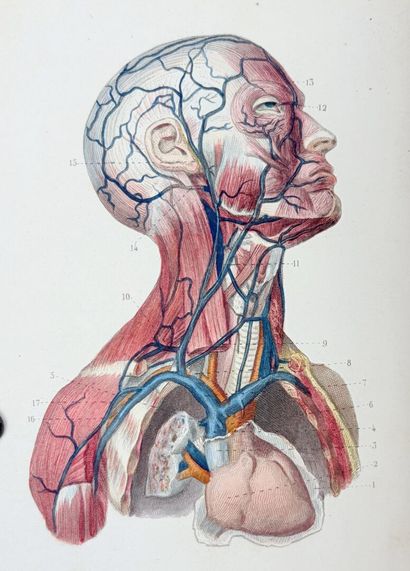 MASSE (J. N. ). Petit Atlas complet d'Anatomie...
