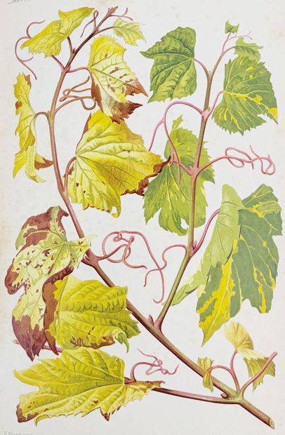 [Vigne] [Vin] VIALA (Pierre). Les Maladies...