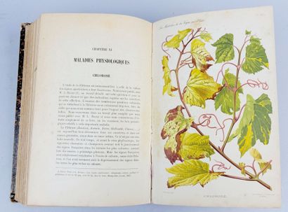 [Vigne] [Vin] VIALA (Pierre). Les Maladies...