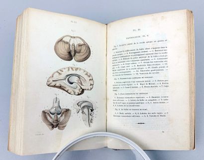 MASSE (J. N. ). Petit Atlas complet d'Anatomie...