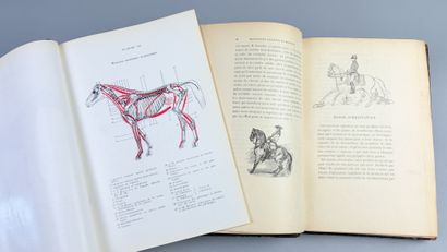 [Équitation] VAUX (Arthur Devaux, dit le...