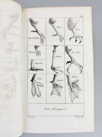 CUVIER (Georges). Tableau élémentaire de...