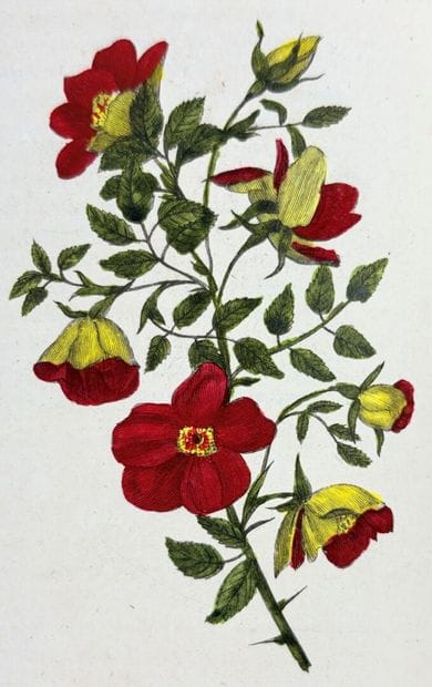 [Botanique] Hommage rendu à la rose, par...