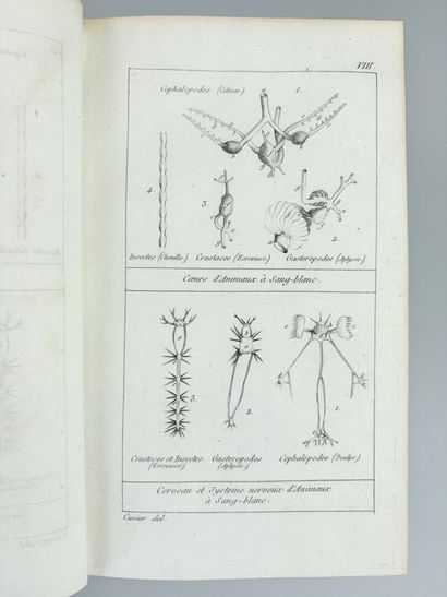 CUVIER (Georges). Tableau élémentaire de...