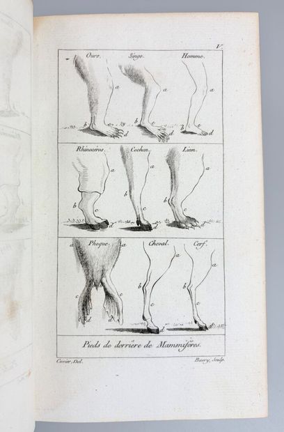 CUVIER (Georges). Tableau élémentaire de...