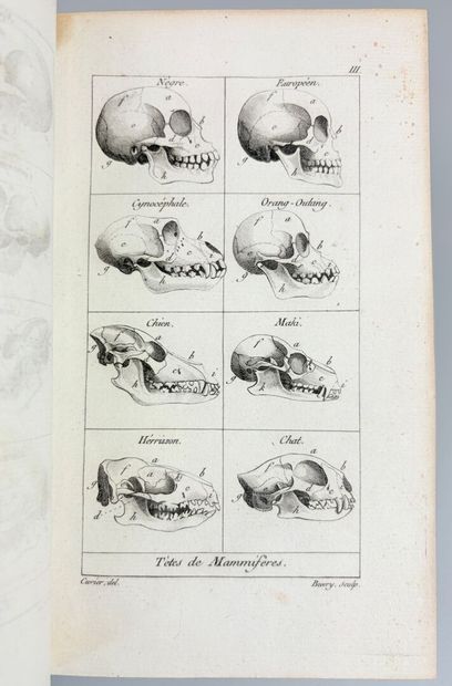 CUVIER (Georges). Tableau élémentaire de...