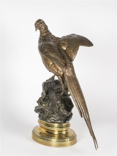 Alfred DUBUCAND (1828- 1894)
Faisan doré...