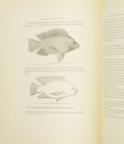 Claude GAILLARD. Research on the Fish Depicted...
