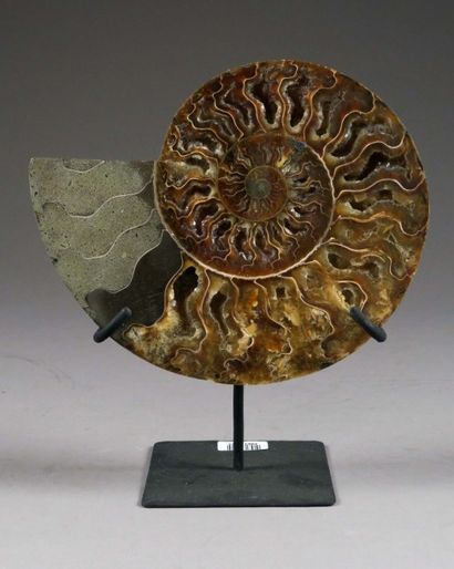 Tranche d'Ammonite fossilisée et polie.
Laissant...