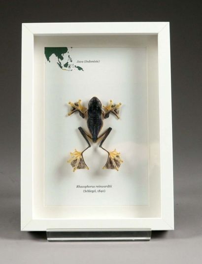 Grenouille - Rhacophorus reinwerdtii, naturalisée.
Présentée...