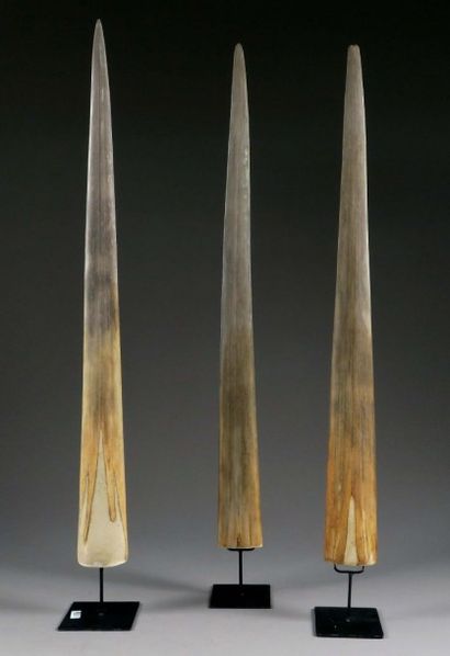 Trois Rostres d'Espadon.
Montées sur socle.
Hauteur...