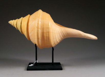 Syrinx Aruanus
Sur présentoir.
Longueur:...
