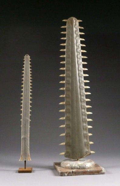 Deux Rostres de Requin scie.
L'une montée...