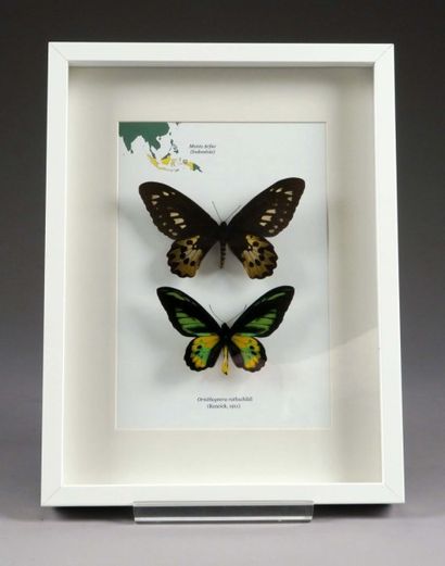 Couple Ornithoptera Rothschildi (Indonésie).
Naturalisé...