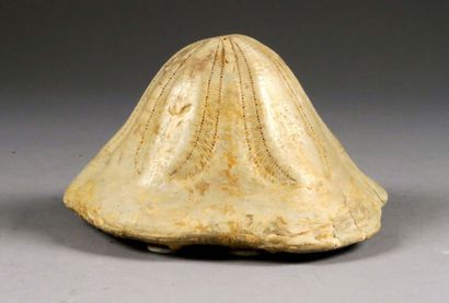 Eponge fossilisée.
Longueur: 19 cm
