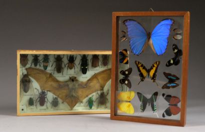 Deux Vitrines.
Elles contiennent une collection...