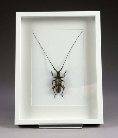 Insecte naturalisé.
Présenté dans une vitrine.
Dimensions:...
