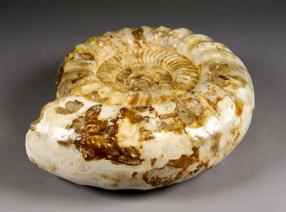Ammonite de Madagascar, fossilisée. Polie.
Diamètre:...