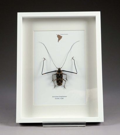 Acrocinus Longimanus naturalisé (Guyane française).
Présenté...