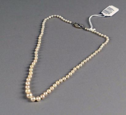 Collier. Chutes de perles de culture. Fermoir,...