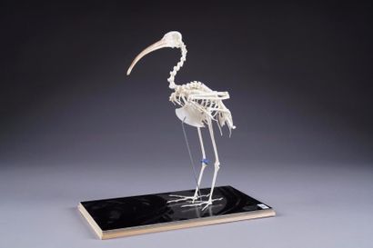 Squelette d'Ibis. Sur présentoir.
Hauteur:...