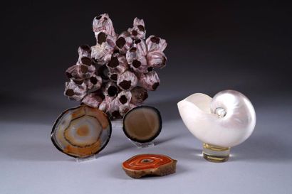 Lot. Nautile (longueur: 19 cm), plaques d'agates,...
