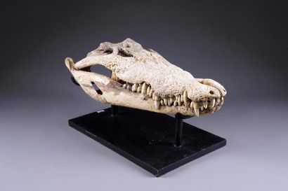 Crâne de Crocodile.
Longueur: 66 cm. Sur...