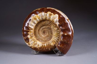 Ammonite fossilisée. Largeur: 34 cm