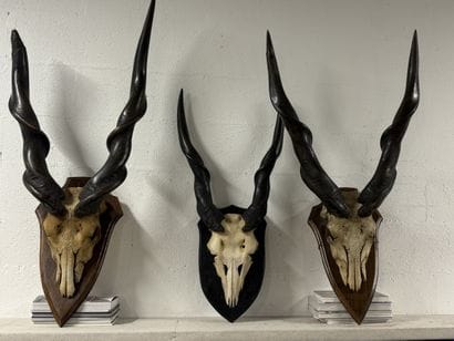 Ensemble de trois massacres sur bois d'élands...