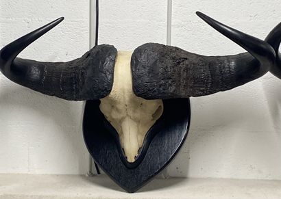 Ensemble de six massacres de buffles montés...