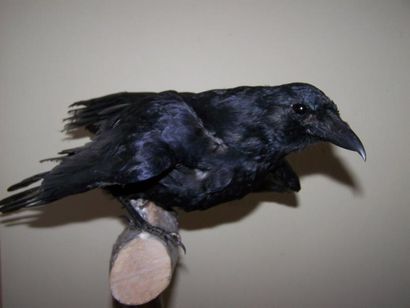 CORBEAU naturalisé sur présentation en b...