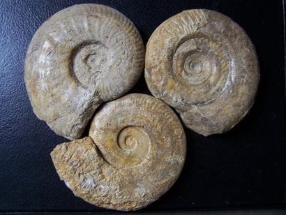 Lot de TROIS AMMONITES de Caen sur socle...