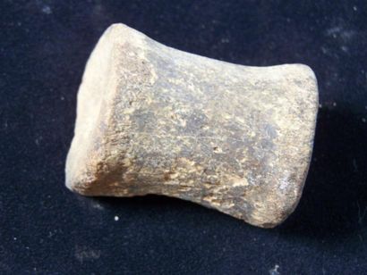 Lot: VERTÈBRE de dinosaurien, Champsosaure,...