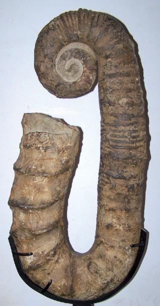 Importante AMMONITE déroulée sur son socle...