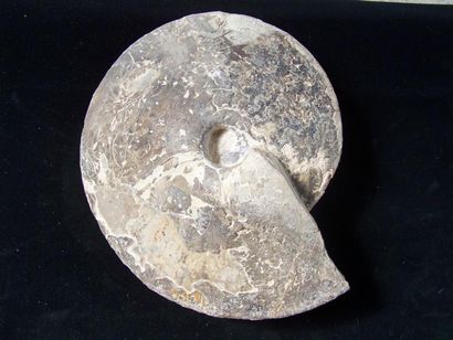 AMMONITE sur socle Choffaticeras segne. Etage:...