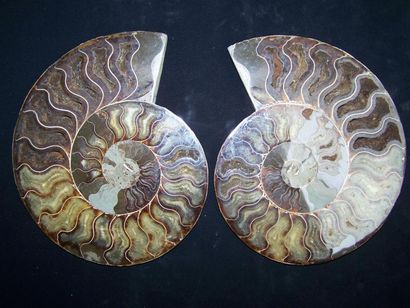 Exceptionnelle AMMONITE Cleoniceras coupée...