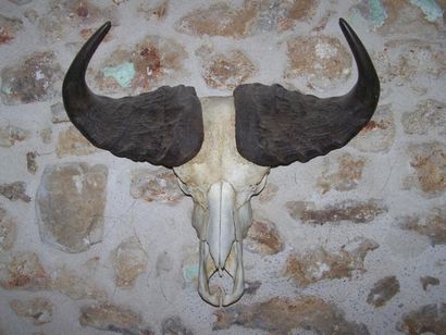 CRÂNE de buffle du Cap, Syncerus cafer. L:...