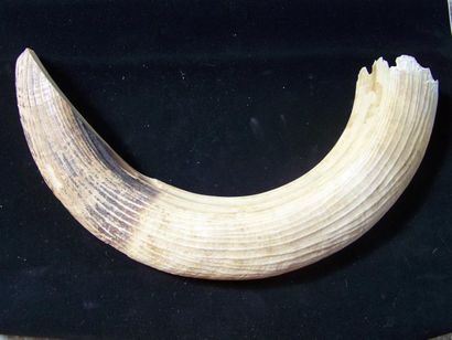 DENT d'hippopotame. L: 60cm