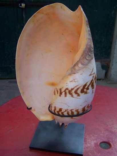 COQUILLAGE 