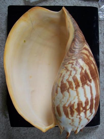 COQUILLAGE géant, Mélo Amphora. L: 43cm