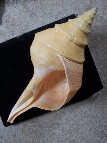 COQUILLAGE géant, Syrinx aruanus. L: 58c...