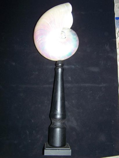 NAUTILUS nacré sur présentation de socle...