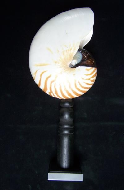 NAUTILUS naturel sur présentation de socle...