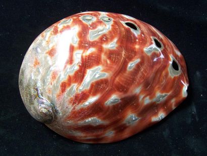 HALIOTIS rouge. L: 19cm