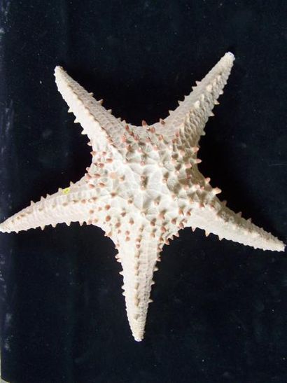 Lot: ETOILE DE MER à corne sur socle en bois....