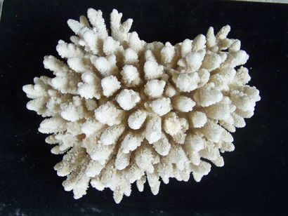Lot: CORAIL blanc sur socle. L: 30cm. CORAIL...